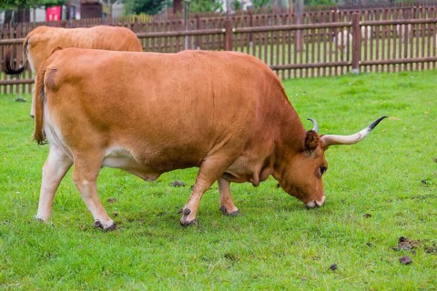 Cachena cattle bull (Bos primigenius taurus), a breed from Portugal and Galicia, Spain, Europe