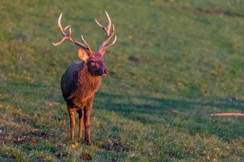 One Dybowski stag (Cervus nippon hortulorum) stands on a green meadow at sunrise