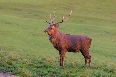 One Dybowski stag (Cervus nippon hortulorum) stands on a green meadow at sunrise