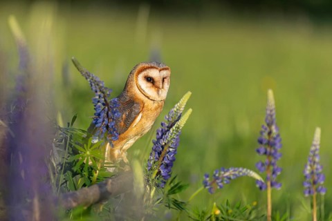 One barn owl (Tyto alba) sitting on a branch lying in a field of flowering lupines in late evening