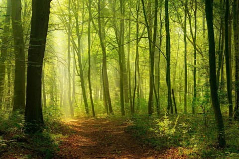 Hiking trail in deciduous forest, sunbeams break through morning fog, Freyburg (Unstrut),