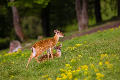 Two young Manchurian sika deer or Dybowski's sika deer (Cervus nippon mantchuricus or Cervus nippon