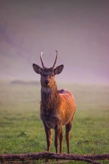 A Sambar stag (Rusa unicolor), stands on a misty meadow in first morning light