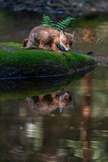 One young red fox, Vulpes vulpes, walking over a mossy rock in a shallow forest creek in late light
