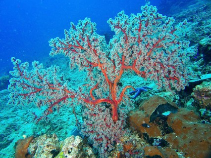 Red coral, Godeffroy's soft coral (Siphonogorgia godeffroyi), in the blue ocean, dive site Spice