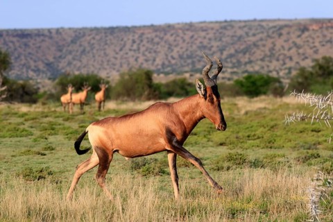Red hartebeest (Alcelaphus buselaphus caama), Kaama, adult, running, foraging, Mountain Zebra