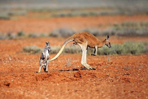 Red kangaroo (Macropus rufus), female jumping with young, Sturt National Park, New South Wales,