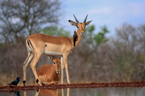 Black heeler antelope (Aepyceros melampus), young male, at the water, with red-billed oxpecker