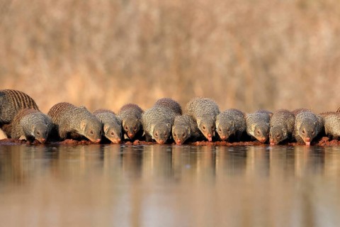 Zebra mongoose (Mungos mungo), adult, group, at the water, drinking, Kruger National Park, Kruger