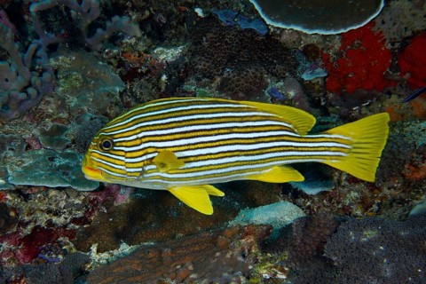 A yellow striped fish, golden banded sweetlips (Plectorhinchus polytaenia), swimming on the coral