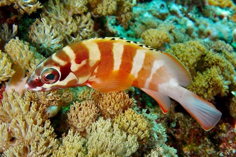 Goldblotch grouper (Epinephelus fasciatus), swimming above a bright coral reef, dive site SD, Nusa