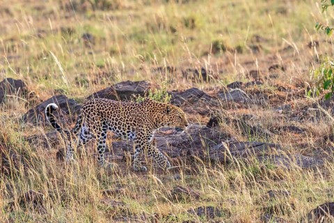 Leopard (Panthera pardus) walking in the grass on the african savanna, Maasai Mara National