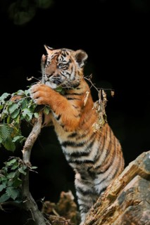 Sumatran tiger (Panthera tigris sumatrae), young, captive, native to Sumatra, Indonesia, Asia
