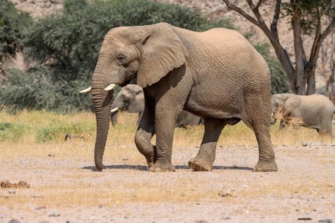 Desert elephant (Loxodonta africana) in the Huab dry river, Damaraland, Kunene region, Namibia,