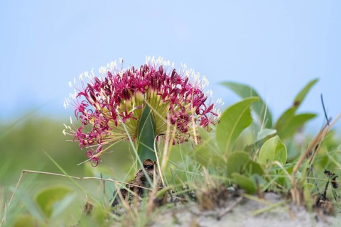 Flower of blood lilly, Haemanthus sanguineus, standing against the blue sky. Blooming colourful in