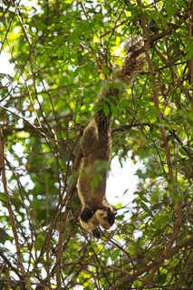 Sri Lanka giant squirrel (Ratufa macroura) upside down on a tree, Habarana, Anuradhapura, North