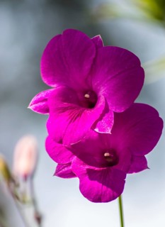 Purple orchid flowers with blue background in the botanical garden in Singapore
