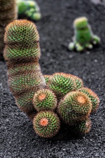 2016, Guatiza, Lanzarote, Jardin de Cactus by Cesar Manrique, ESP, Spain, Canary Islands, Canary