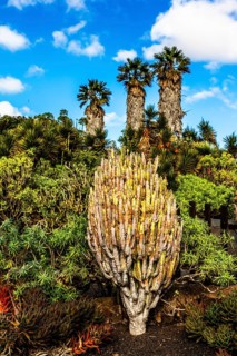 2016, Tiagua, Lanzarote, Farm Museum El Patio, Tiagua, ESP, Spain, Canary Islands, Canary Islands,