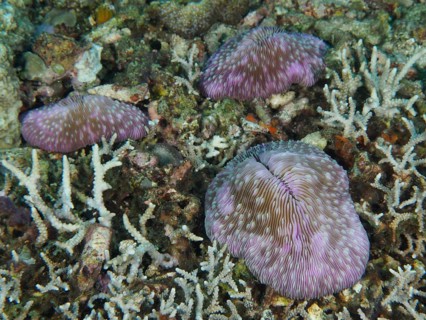 Purple coloured mushroom corals (Fungia fungites) scattered on a seabed, dive site Gondol Reef,