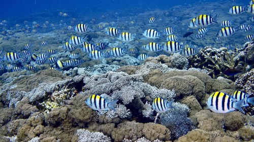 Many striped fish, Indo-Pacific sergeant (Abudefduf vaigiensis), swimming over a dense coral reef,