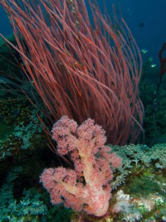 Red tree coral (Dendronephthya), shrub gorgonian, rute gorgonian (Ellisella ceratophyta) and other