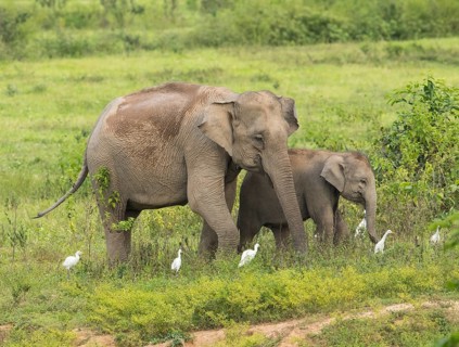Indian elephants (Elephas maximus indicus), Khiri Khan, Hua Hin, Kui Buri National Park, Thailand,