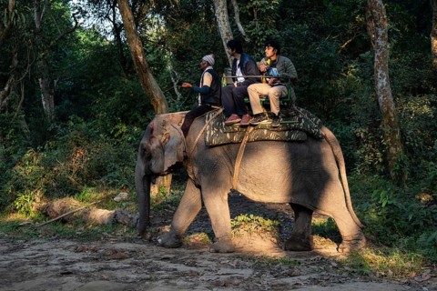 Tourists ride elephants during a safari at Kaziranga National Park on December 5, 2024 in