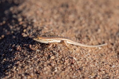 Small lizard (Lacertidae) in the sand, Damaraland, Erongo, Namibia, Africa