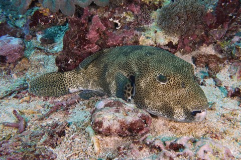 A camouflaged giant pufferfish (Arothron stellatus) lies on a colourful seabed, dive site