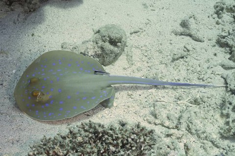A blue spotted ray (Taeniura lymma) lies on a sandy seabed and is being cared for by a cleaner