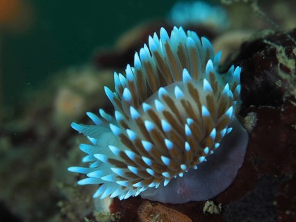 Bright blue nudibranch with long tentacles, gas flame nudibranch (Bonisa nakaza), in the underwater