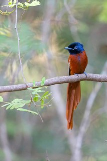Senegal Paradise Flycatcher, (Terpsiphone rufiventer), Brufut woods, Brufut, South Bank, Gambia,