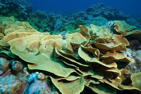 Coral colony Colony of leaf-shaped corals Goblet coral (Turbinaria mesenterina), Pacific Ocean, Yap