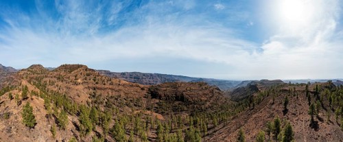 Pine forest in the Palmitos Mountains, Gran Canaria, Canary Islands, Spain, Europe
