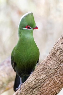 Helmturako, (Tauraco corythaix), Garden Route National Park, Wilderness Section, Wilderness,