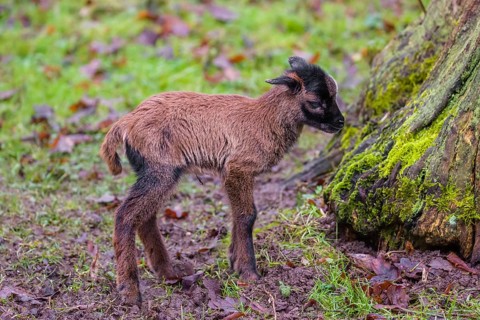 A Cameroon or Cameroon Dwarf sheep lamb, Ovis gmelini aries, standing in a forest