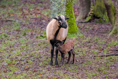 A female Cameroon or Cameroon Dwarf sheep, Ovis gmelini aries, and its lamb stand on a forest edge