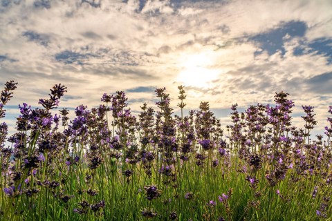 Lavender fields in East Westphalia Lippe, OWL, near the village of Fromhausen, near Detmold, the
