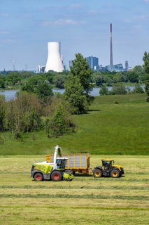 Hay harvest, on a Rhine meadow near Duisburg-Beeckerwerth, a forage harvester picks up the cut