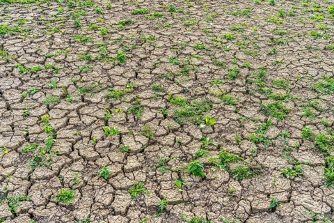 Dry soil, cracked, only a few weeds growing out of the ground, dried-up riverbed, in a side arm of