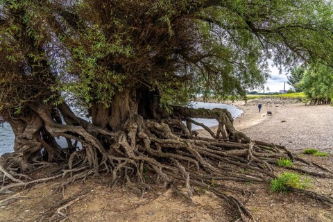 Rhine bank near Duisburg-Baerl, old silver willow, exposed roots, North Rhine-Westphalia, Germany,