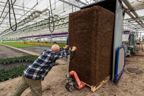Horticultural business, greenhouse, potting soil for balcony plants, ornamental plants, in the