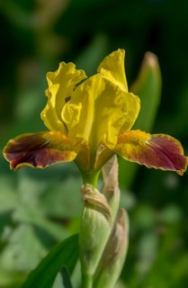 Iris, flower, Netherlands