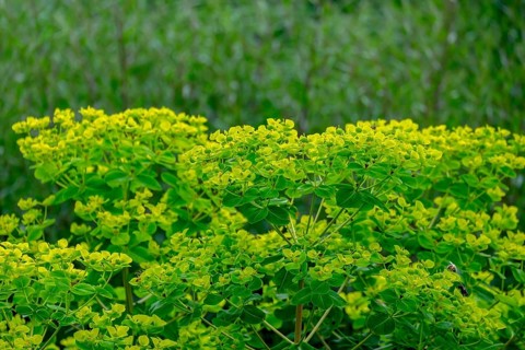 Spurge (Euphorbia), North Rhine-Westphalia, Germany, Europe