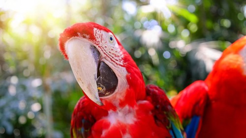 Red and white jungle macaw parrot with open beak friendly staring at camera