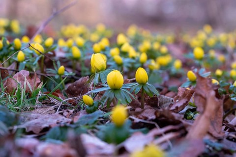 Yellow winter aconites poking through brown leaves on the forest floor, blurred natural