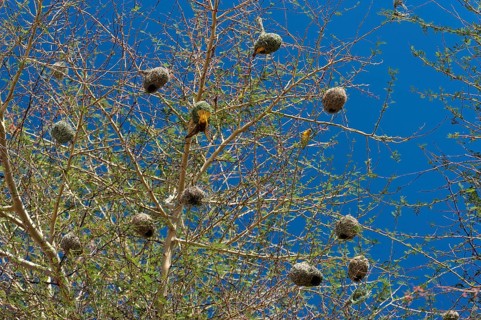 Weaverbirds, bird, nest, build, group, nesting, nesting birds, nesting birds, roundhouse, bird's