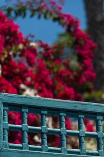 Majorelle Garden, botany, bougainvillea, flora, plant, botany, tropical, climate, architecture,