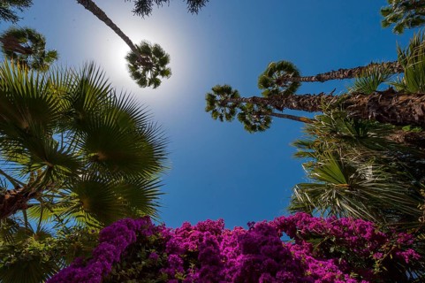 Palm trees in the Majorelle Garden, botany, palm, flora, backlight, sun, summer, flower, plant,